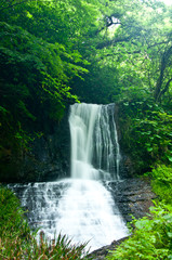Fototapeta premium 新緑の滝
