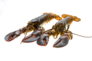 Raw lobster