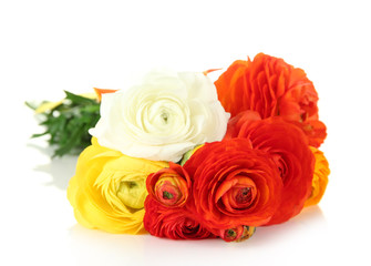 Ranunculus (persian buttercups), isolated on white