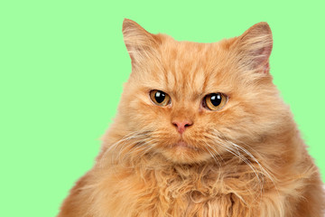 Beautiful persian cat