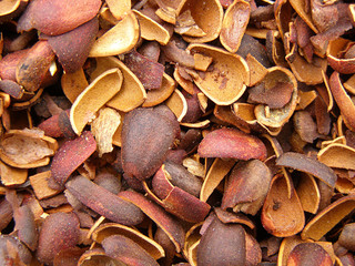 cedar nuts