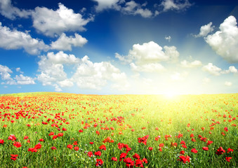 Flowers at the spring time. Beautiful landscape