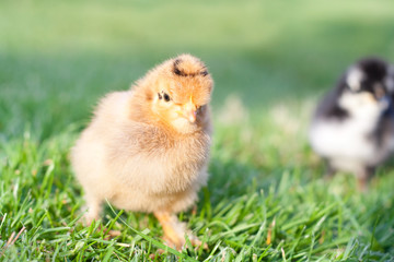 Little chicken in the grass