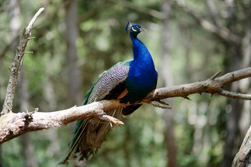 Fototapeta premium A peacock sitting on a tree branch