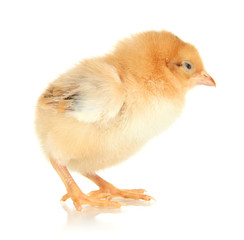 Obraz premium Little chicken isolated on white