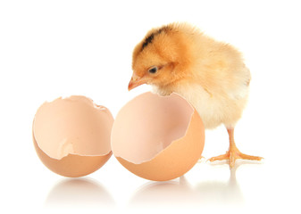Fototapeta premium Little chicken with eggshell isolated on white
