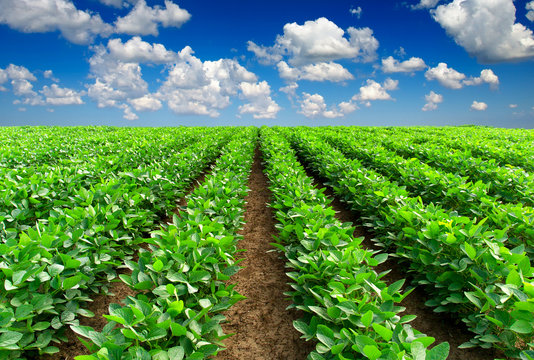 Rows on the field. Agricultura landscape