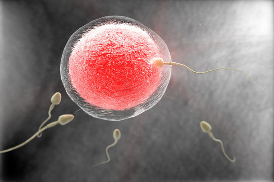Fecundaci&oacute;n,&oacute;vulo,espermatozoides