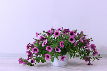 Purple petunia in flowerpot on room background