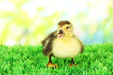 Cute duckling on green grass, on bright background