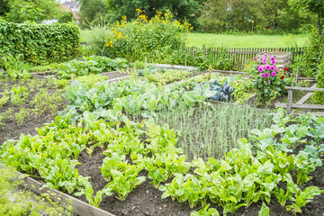 Vegetable Garden Patch