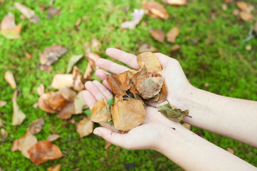 Female hands holding some dry leaves