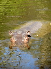 Fototapeta premium hippopotame