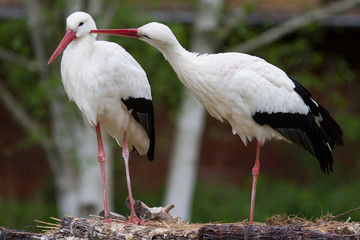 Weißstorch ( Cinea cinea )