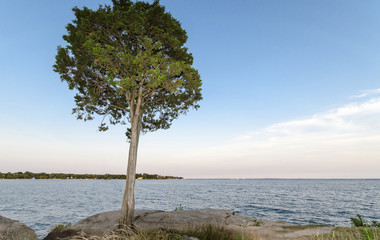 Fototapeta na wymiar Drzewo na wybrzeżu Connecticut
