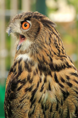 An eagle owl