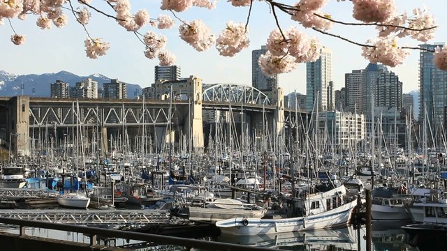 Burrard Bridge Spring Blossoms, Vancouver