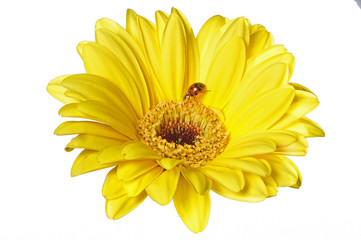 gelbe Gerbera Mit Marienk&auml;fer 