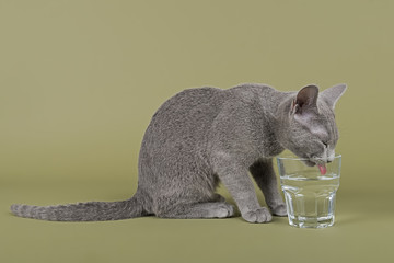 Katzen-Russisch-Blau-4279