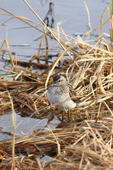 Sandpiper