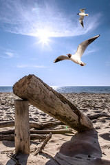 Baumstamm am Strand mit Möwen und Wasser