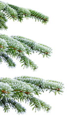 Christmas evergreen spruce tree with frost on white