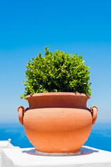 Obraz na płótnie Canvas Doniczka terakota, Capri