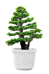 Bonsai tree isolated on white background