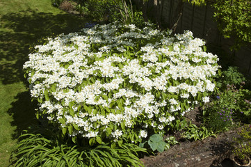 Viburnum plicatum variety 'Mariesii'