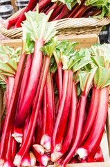 Rhubarb stalks on display at the market