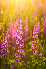 Obraz premium Purple wild flowers in sunlight