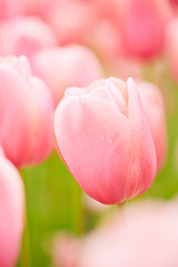Fototapeta premium Viele rosa Tulpen im Feld