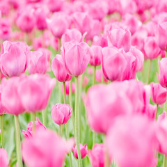 Feld mit Tulpen im Frühling