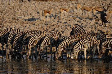 Fototapeta na wymiar Burchell Zebra przy wodopoju