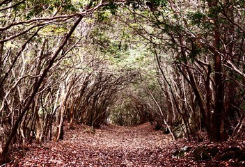 Forest of Aokigahara