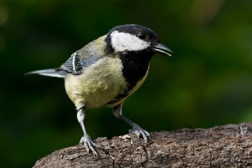 Great tit with half open beak perched on a branch