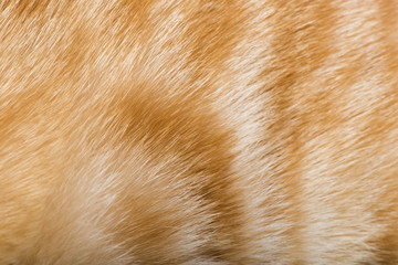 Orange skin of cat