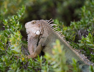 Iguana