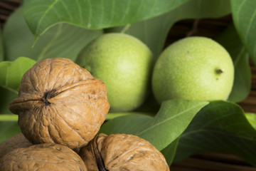 Fototapeta premium Green and ripe walnuts. Studio shot