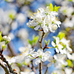 Flowers of the cherry blossoms on a spring day