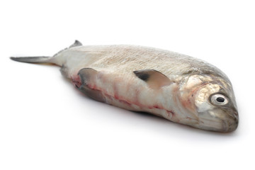 poisson