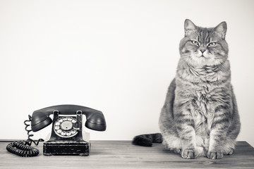 Vintage telephone and cat on table sepia photo