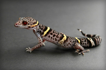 Chinese Cave Gecko