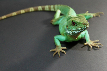 Chinese Water Dragon