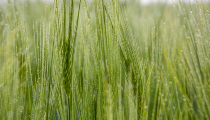 Obraz na płótnie Canvas Morning dew on young wheat