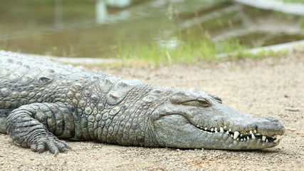 Nile crocodile, crocodylus niloticus