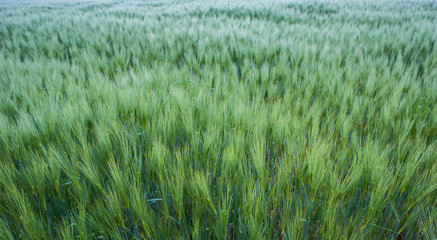 Young Wheat Field