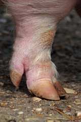 Leg and hoof a domestic pig