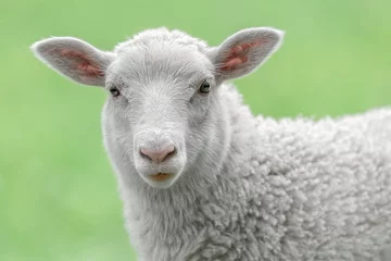 Abwaschbare Fototapete Schaf Gesicht eines weißen Lamms
