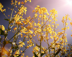 yellow flowers with the sky